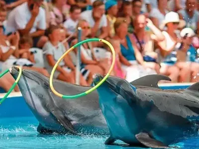 Antalya Yunus Gösterisi Turu 