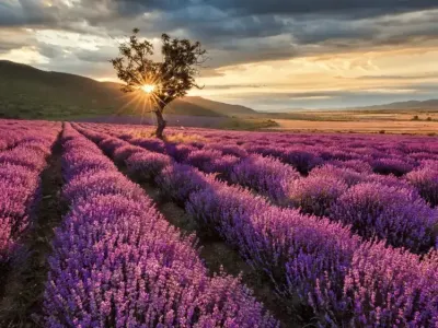 Lavanta Bahçeleri ve Salda Gölü Turu